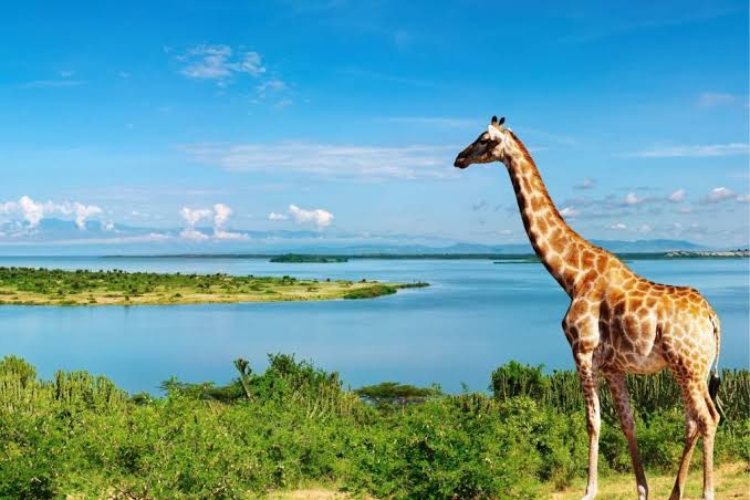 Uganda E-Visa 2